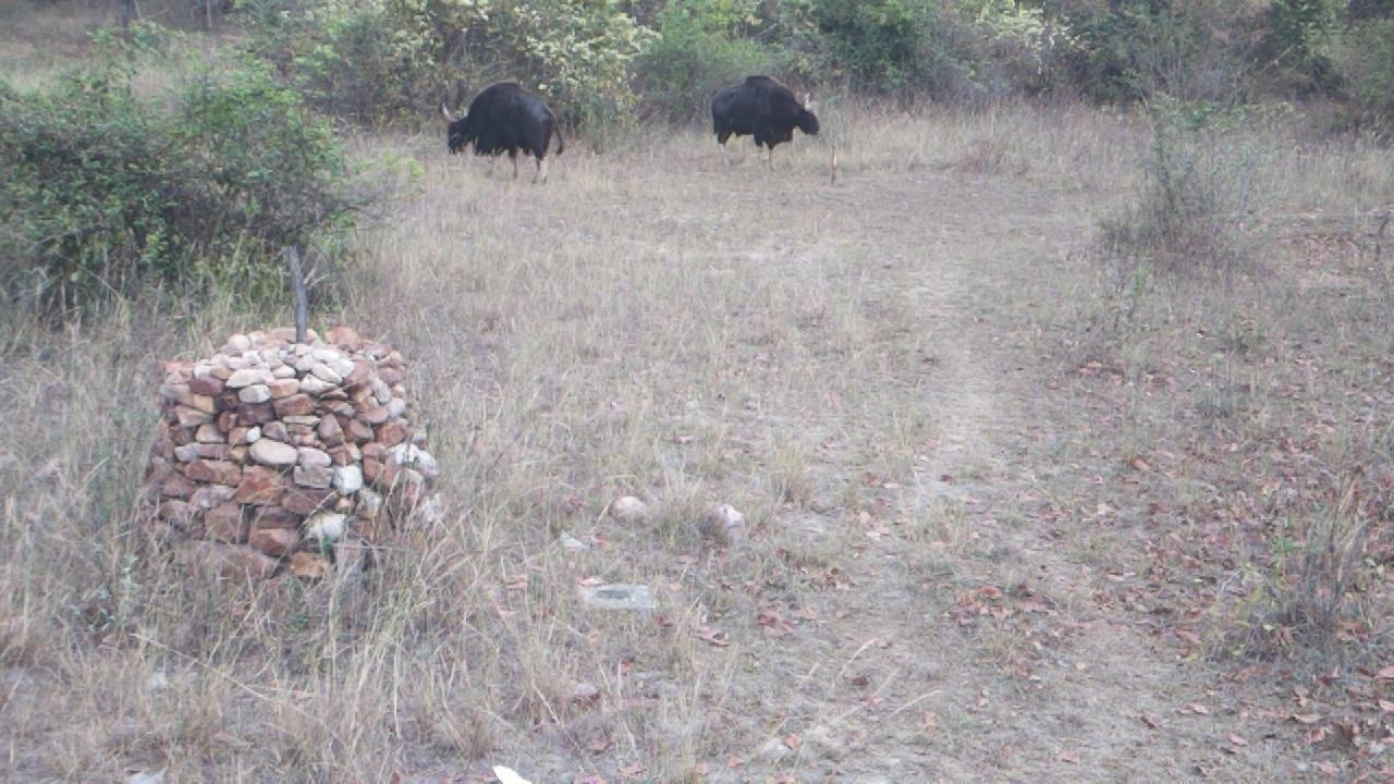 Dataset Image