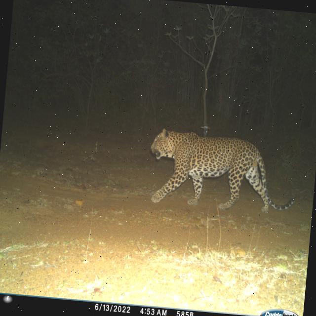 Dataset Image