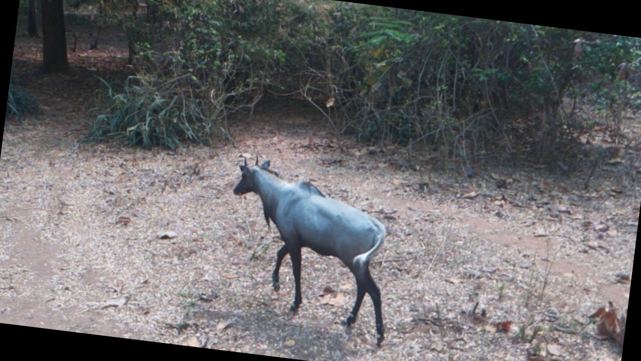 Dataset Image