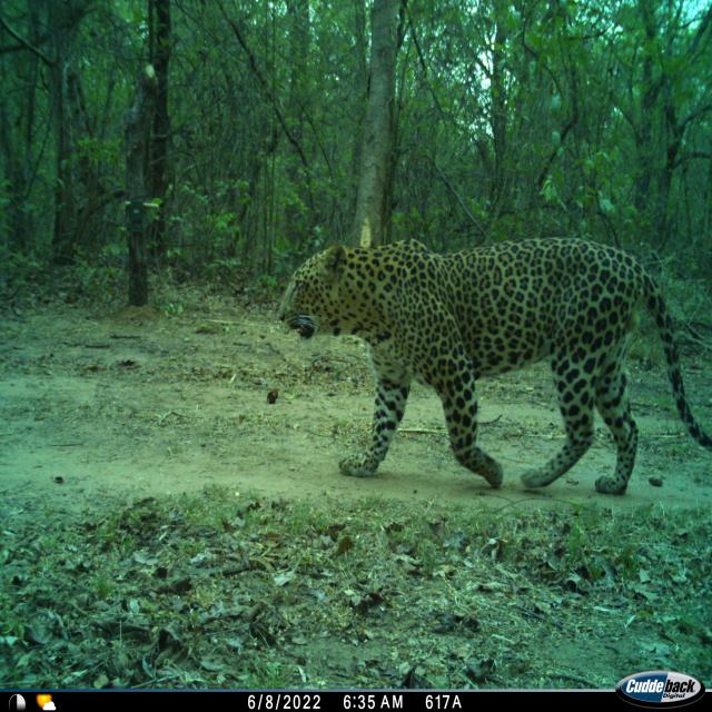 Dataset Image