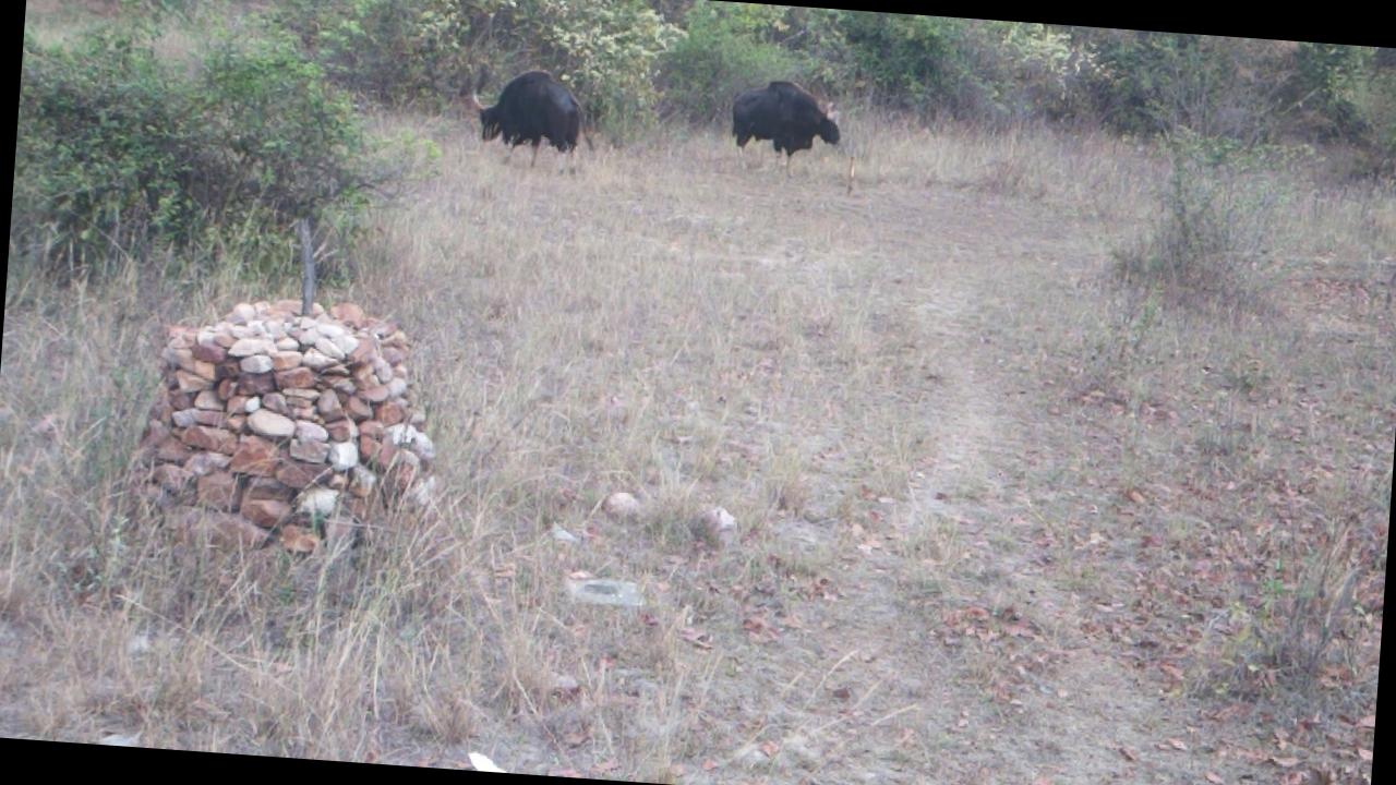 Dataset Image