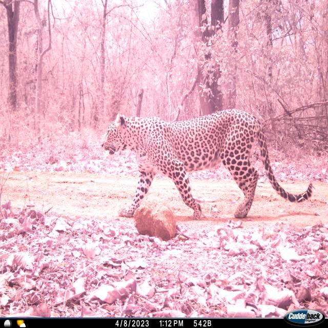 Dataset Image