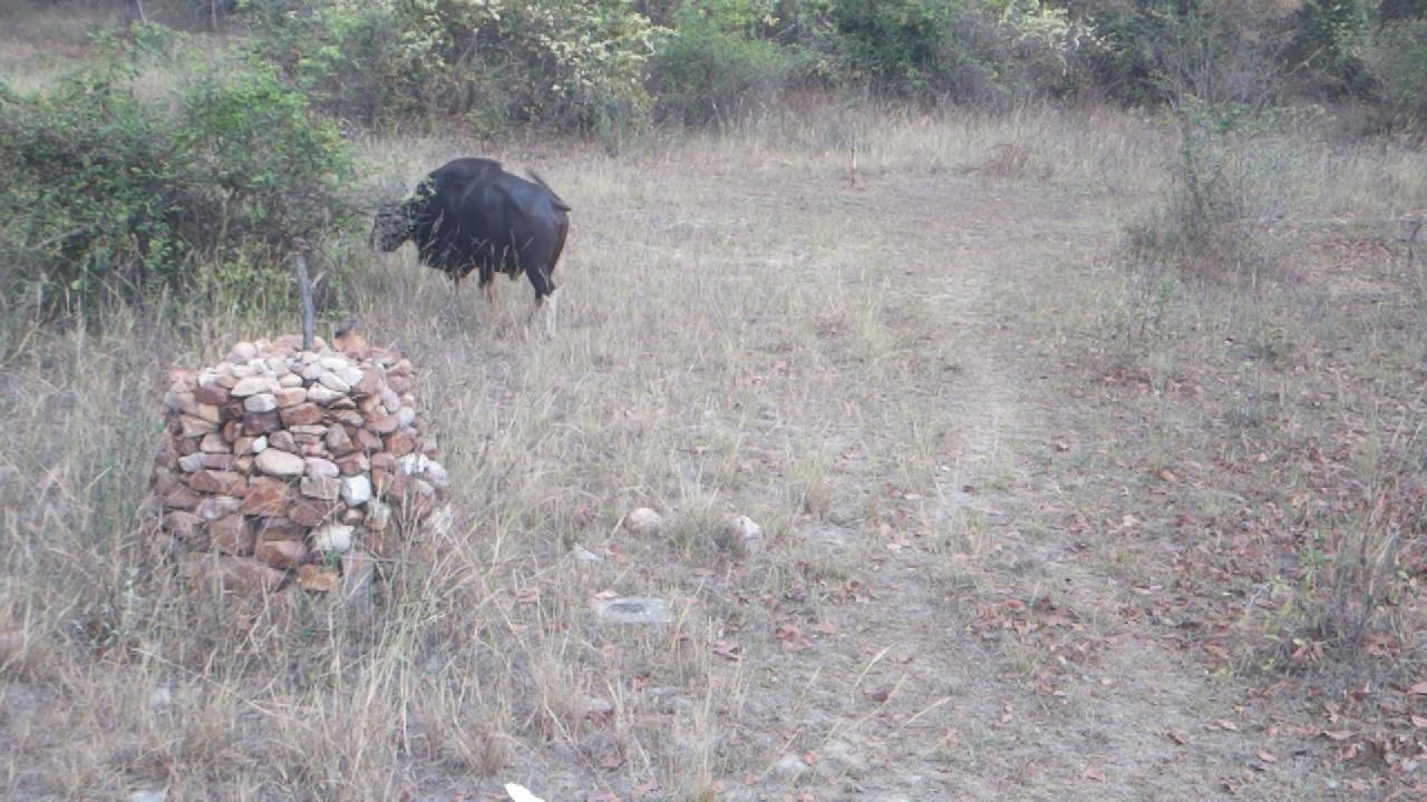 Dataset Image