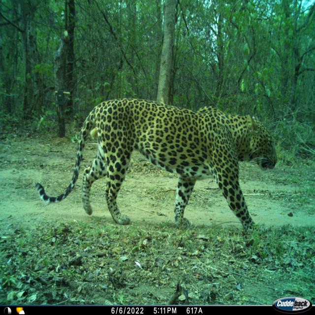 Dataset Image
