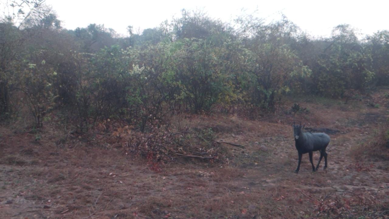 Dataset Image