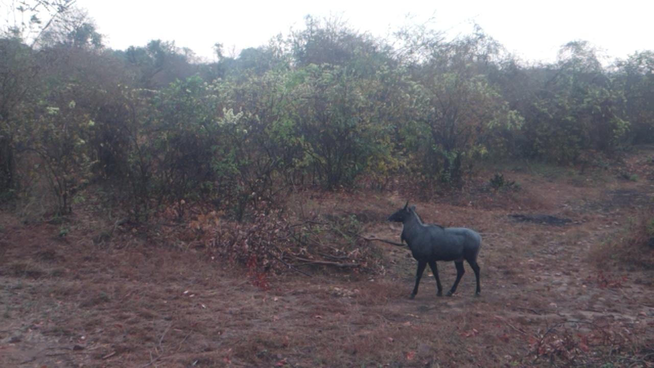 Dataset Image