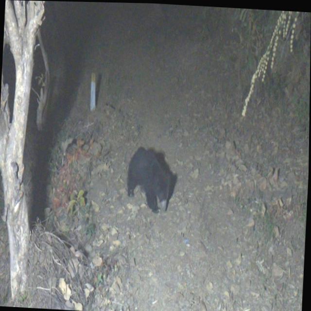 Dataset Image