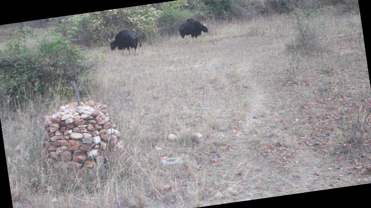Dataset Image