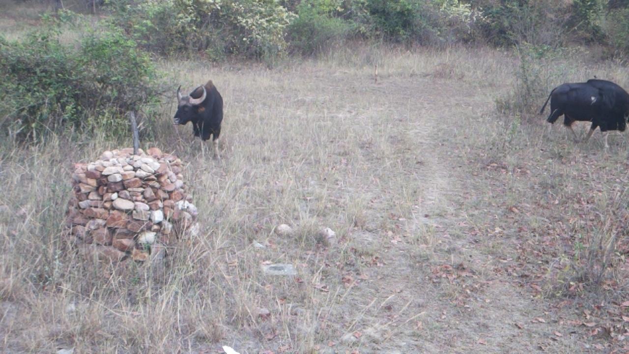 Dataset Image