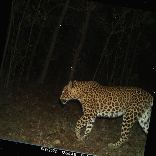 Dataset Image