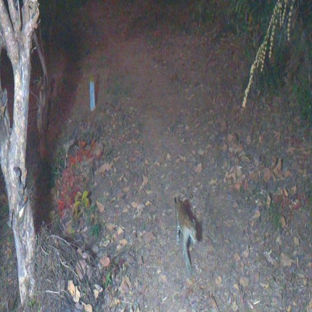 Dataset Image