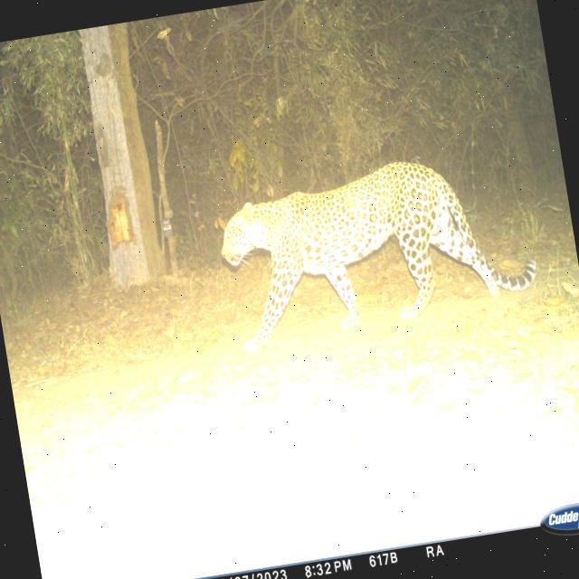 Dataset Image