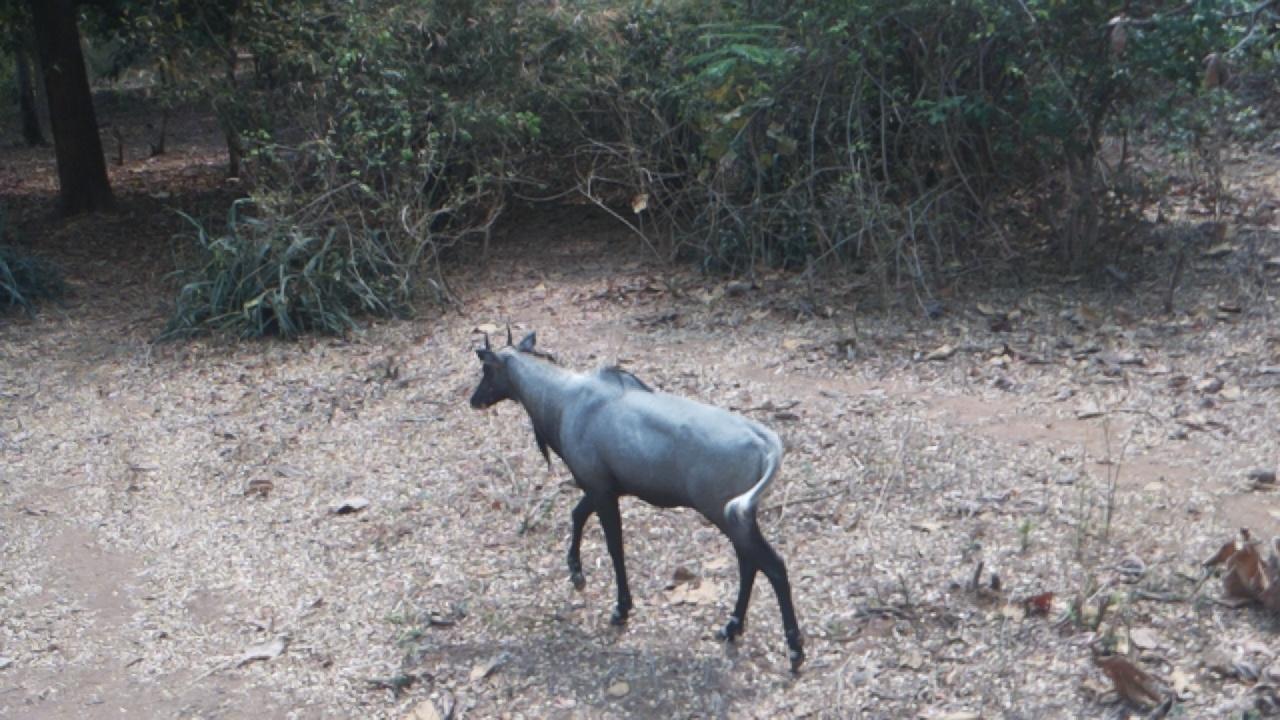 Dataset Image