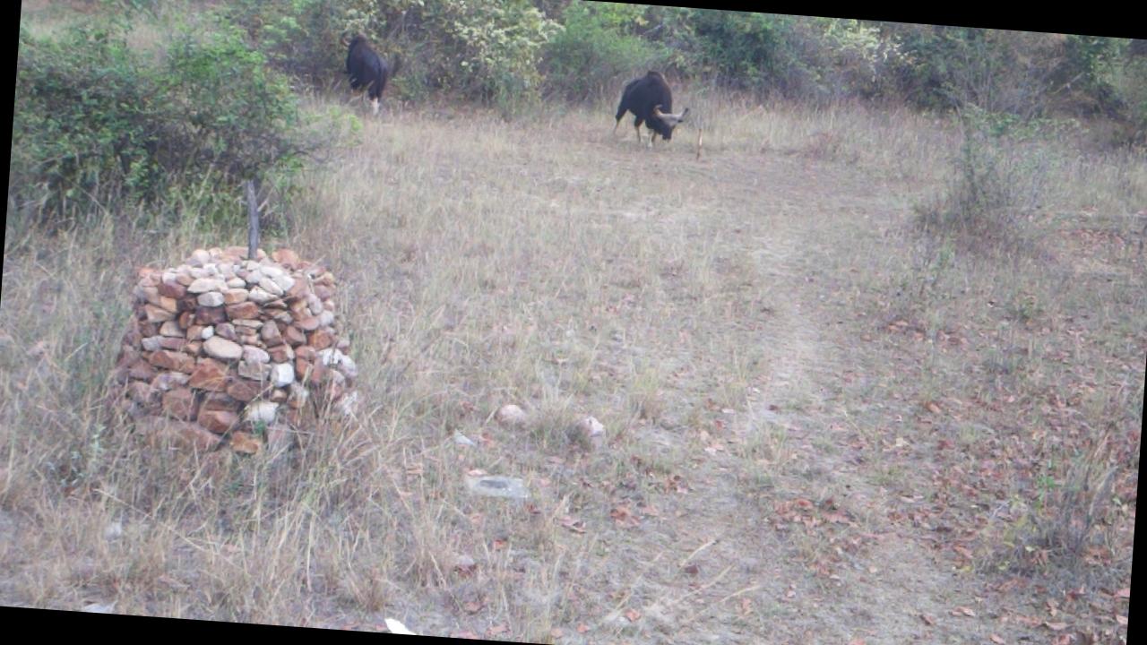 Dataset Image