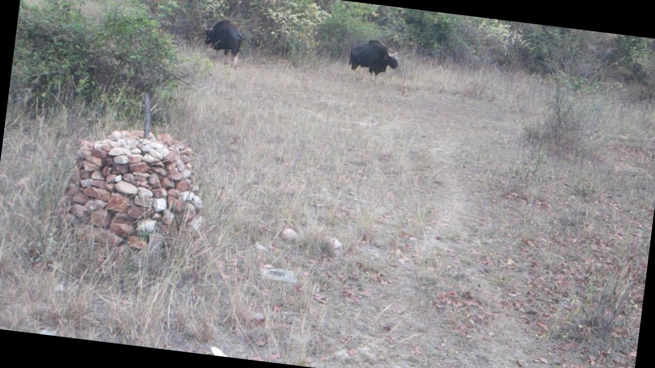 Dataset Image