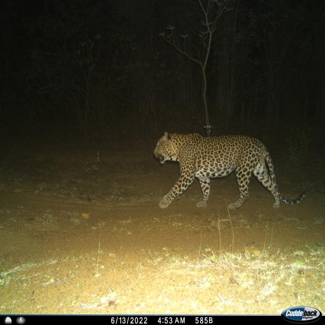 Dataset Image