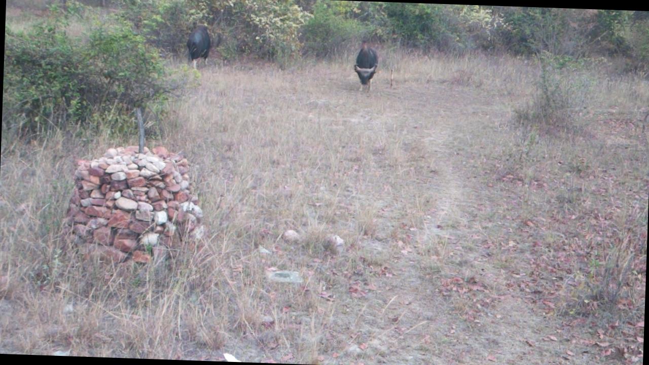 Dataset Image