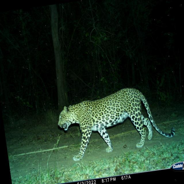 Dataset Image