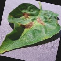 Dataset Image