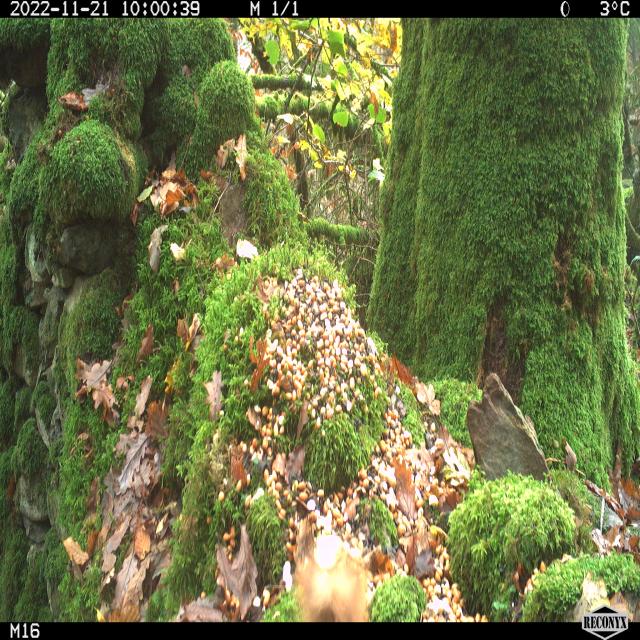 Dataset Image