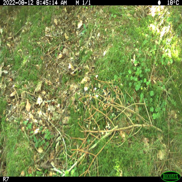 Dataset Image