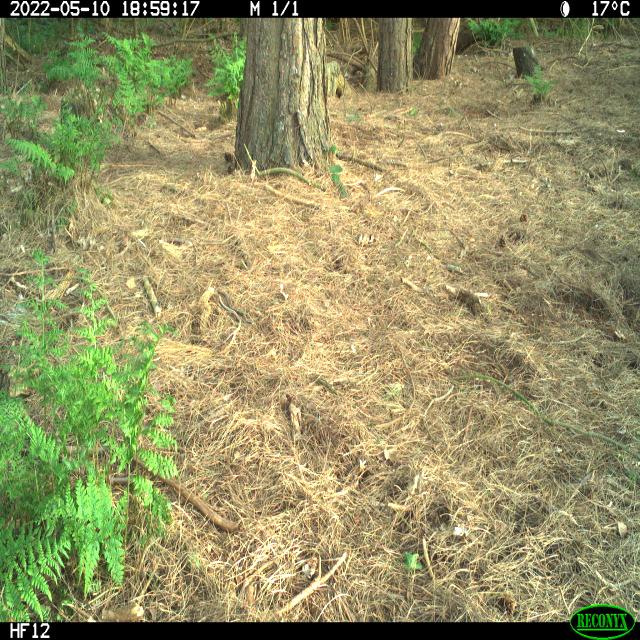 Dataset Image
