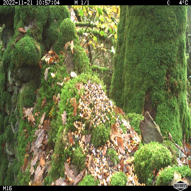 Dataset Image