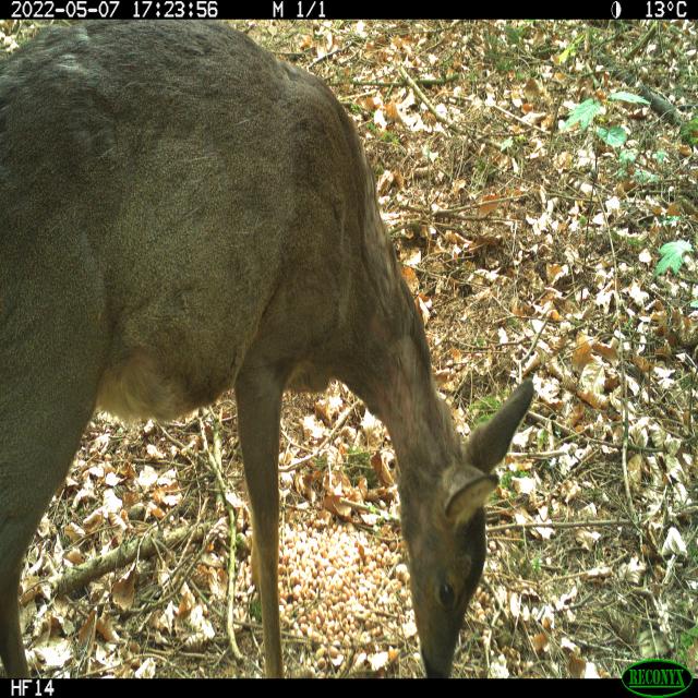 Dataset Image