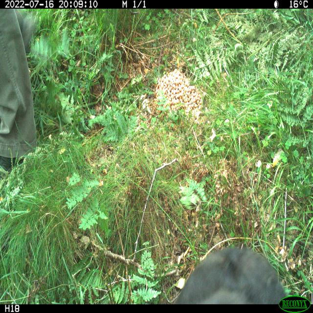 Dataset Image