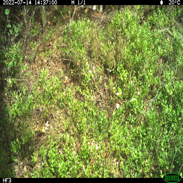 Dataset Image
