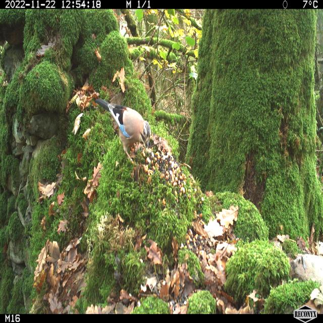 Dataset Image