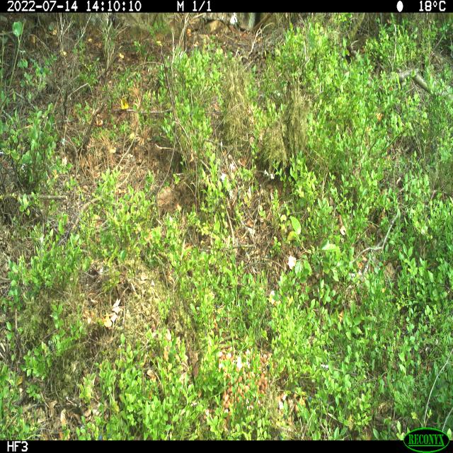 Dataset Image