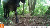 Dataset Image