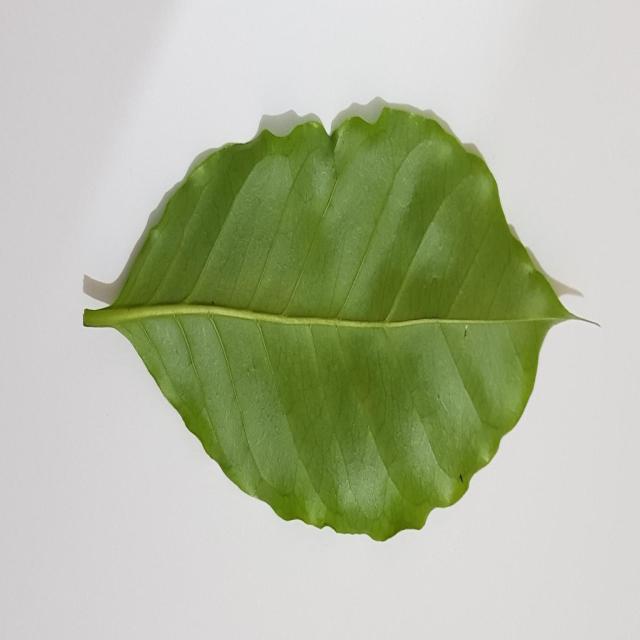 Dataset Image