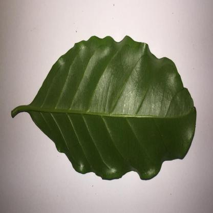 Dataset Image