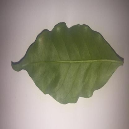 Dataset Image