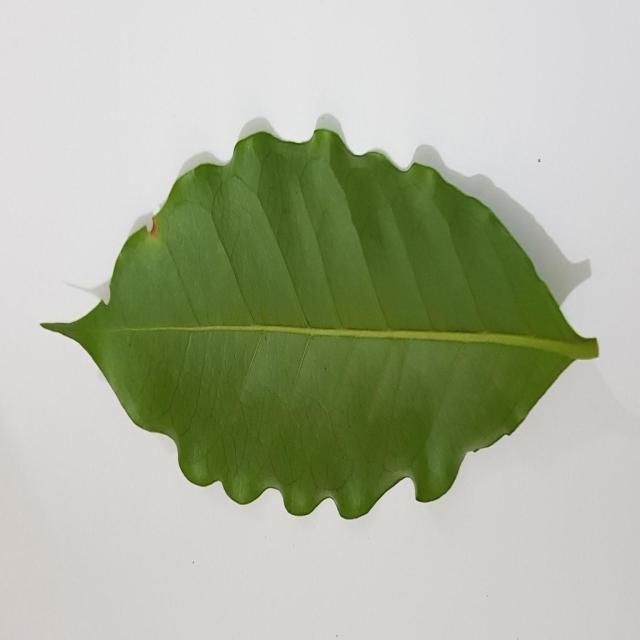 Dataset Image