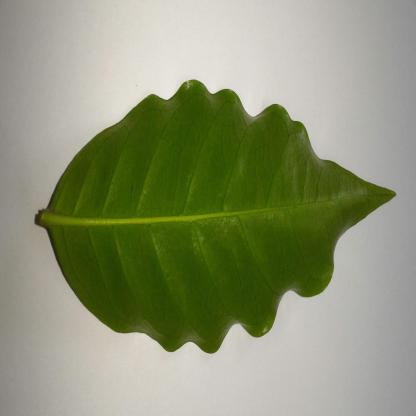 Dataset Image