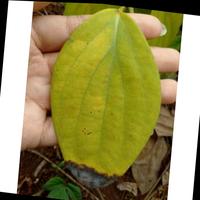 Dataset Image