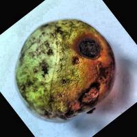 Dataset Image
