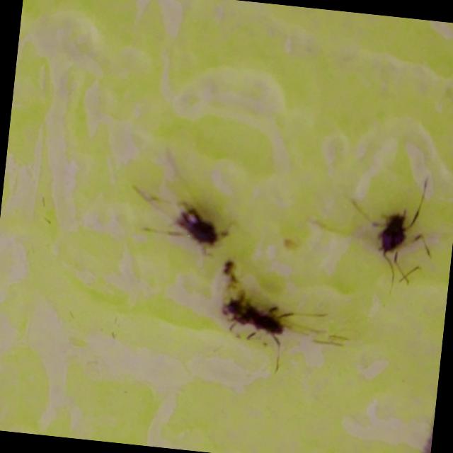 Dataset Image