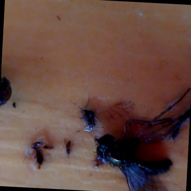 Dataset Image