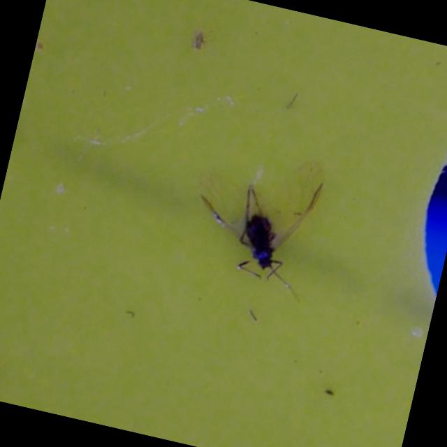 Dataset Image