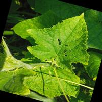 Dataset Image