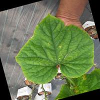 Dataset Image