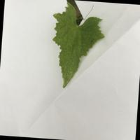 Dataset Image
