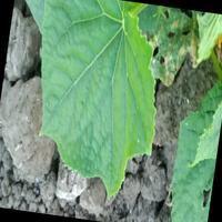 Dataset Image