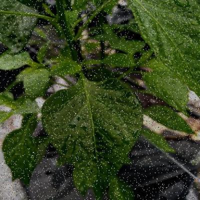 Dataset Image