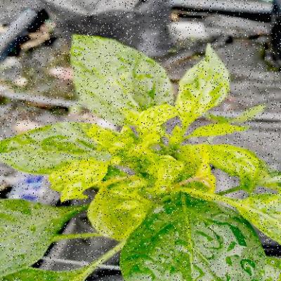 Dataset Image