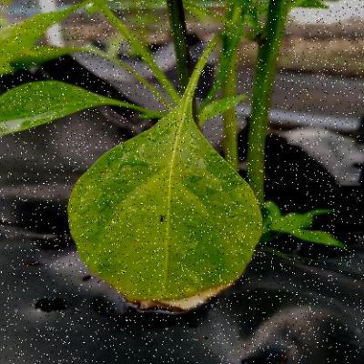 Dataset Image
